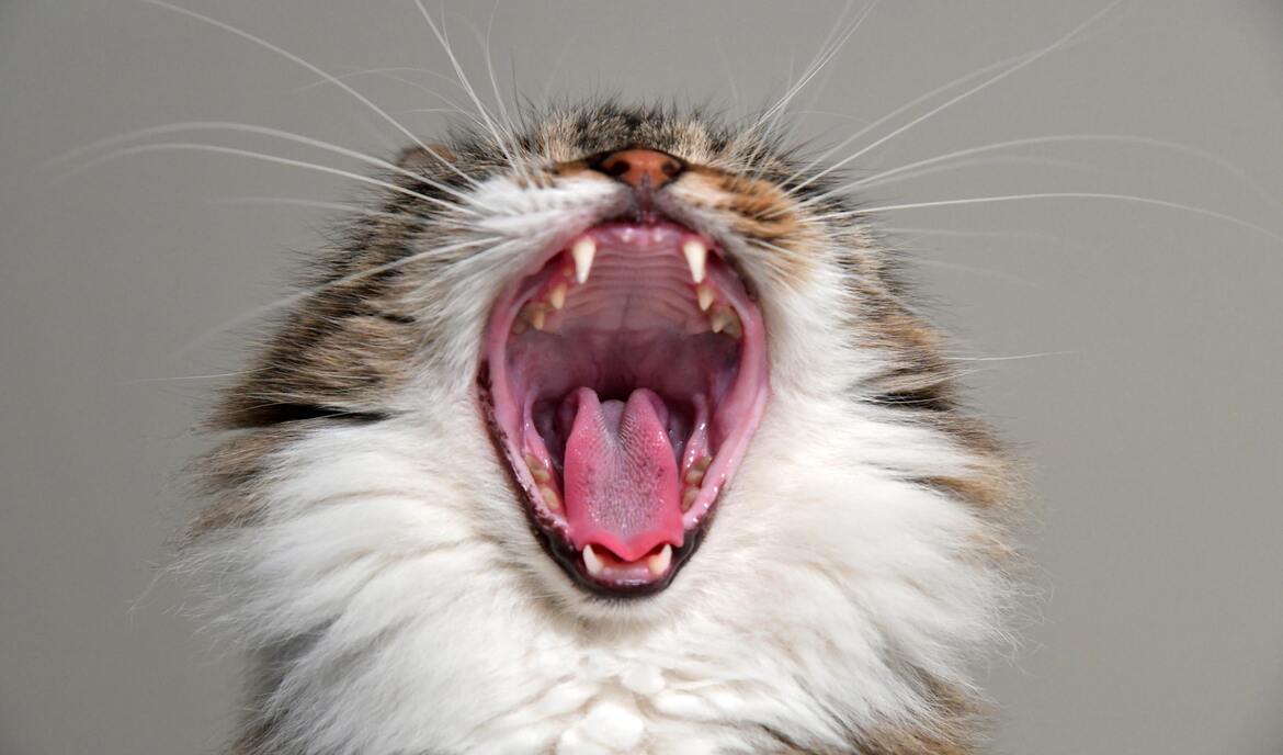 The teeth of the cat